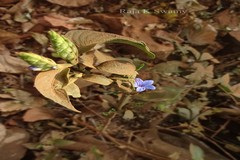 Eranthemum purpurascens